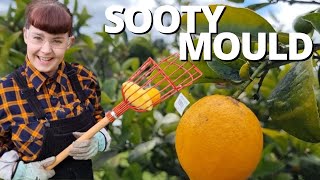 Sooty Mould - and how to tackle it!  - Aussie 1 Acre Homestead