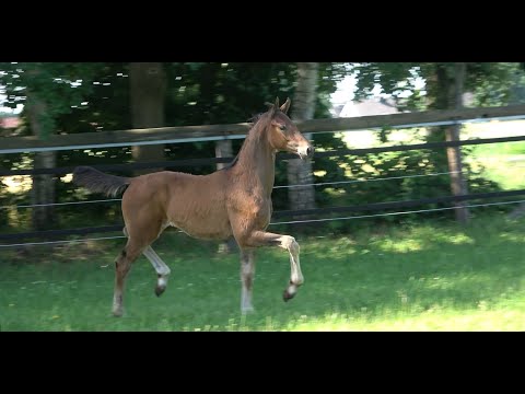 *2020 Hengst von Galaxy - Millennium SOLD!!!