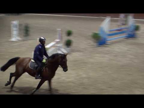 Danelzo z (Darco x Nimmerdor) x Lord  2011 stallion Moorsele 2016