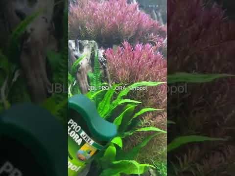 🌿🌱 JBL PROFLORA Ferropol - Plant fertiliser for freshwater aquariums #shorts #meinjbl #myjbl