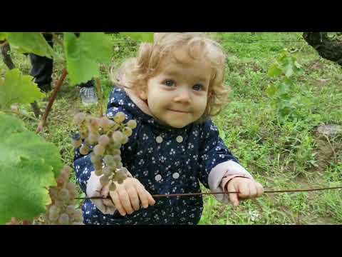 Berba u Dalj planini, 2022