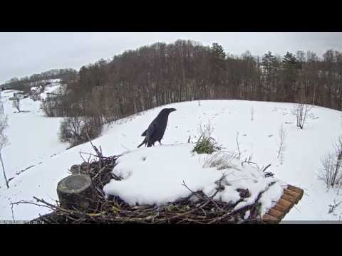 2016/12/05 12h17m Stārķa ligzda #1 a Raven brings food
