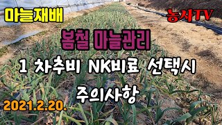 마늘재배, 마늘 1차추비시 NK비료 선택시 주의사항[농사TV]