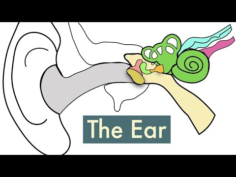 The Ear (Updated)-Leaving Cert Biology