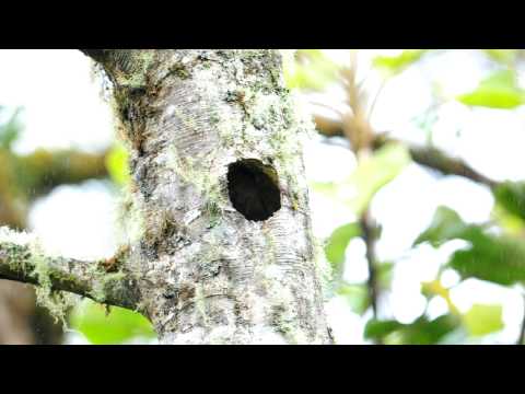 Hembra de Quetzal en nido, pequeÃƒÂ±o clip