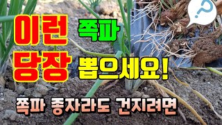 쪽파에 고자리파리 구더기발생, 노랗게 변한 쪽파 뽑아주세요, 쪽파 고자리파리 방제하기, 살충제 뿌리는방법