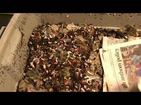 Blue Worm Bin: Formerly the Forbidden Foods Experimental Bin