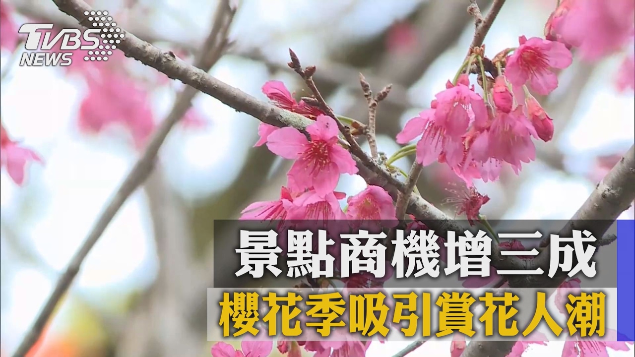 櫻花季吸引賞花人潮 景點商機增三成