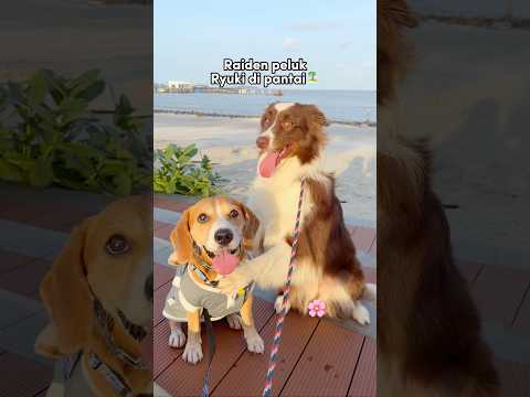 ANABUL JALAN-JALAN KE PANTAI & JAJAN ES KRIM‼️😍 #shorts #anjinglucu