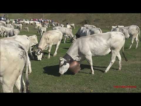 LA MANDRIA DI MUCCHE AL PASCOLO A PRATO NEVOSO. (CN) DOM. 19 -  9 - 2021.