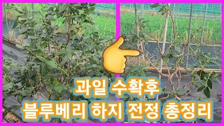 15년동안 블루베리 과일 수확후 하지전정 하는 이유 4가지 총정리~블루베리 가지치기,전지 블루베리키우기,재배…