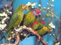 Andy Tielman & The Tielman Brothers  -  Little Bird