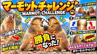 マーモットチャレンジ/MarmotChallenge