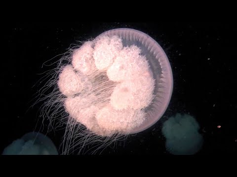 Nightlife on Papua New Guinea's Coral Reefs - Predator vs Prey Unveiled