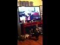 The Pug Barks At AFV