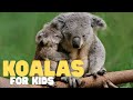 Koalas For Kids Learn All About These Sleepy Marsupials