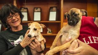 What does it look like to save 43 Chihuahuas in one day?