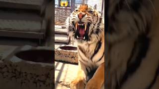 Download lagu Mengerikan ❗Beginilah suara harimau mengaum 😱🐯 bergema sampai dalam dada #subscribe #viral #animals mp3