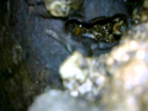 albine stabilite in teava