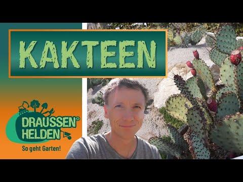 Geniale Gärten - Kakteen