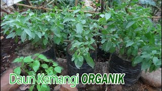 Download lagu Mudahnya Cara Menaman Daun KEMANGI Secara ORGANIK di Polybag mp3