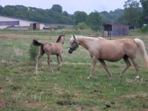 RM Vroni von Valido´s Highlight