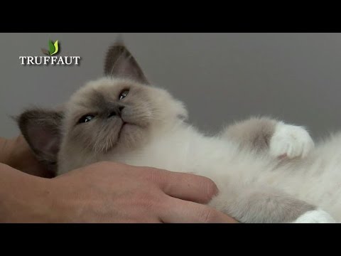 comment prendre soin d'un chaton