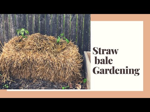 Straw Bale Garden with tomatoes