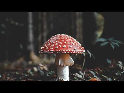 Mushrooms Project - Rivea Corymbosa