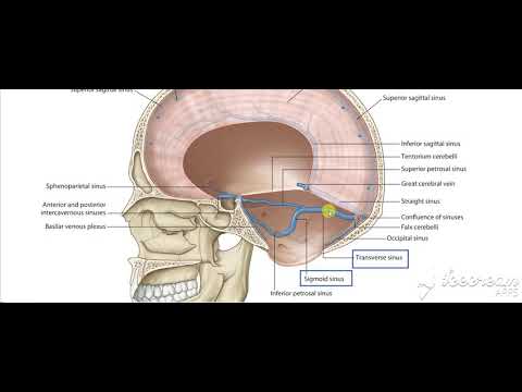 Dural venous sinuses 9