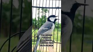 Download lagu perawatan gelatik setiap hari #gelatikbatu #gelatikbatugacor #glatik #glatikfullisian #suaraburung mp3