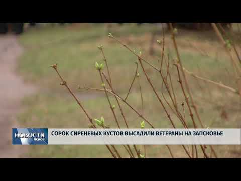 18.04.2018 # Сорок сиреневых кустов высадили ветераны на Запсковье