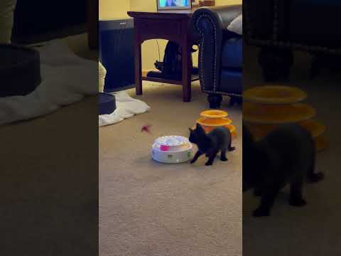 Video of adoptable pet named Brenna