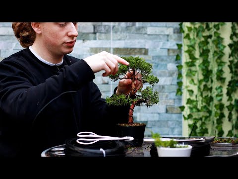 Refining an Itoigawa Juniper Bonsai🌲