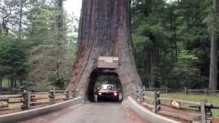Driving Through 2 Huge Ancient Redwood Trees on the California Coast in a Mini Cooper Convertible