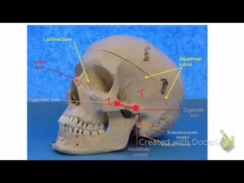 BIO 201 Lab Exam II video- Skeletal System