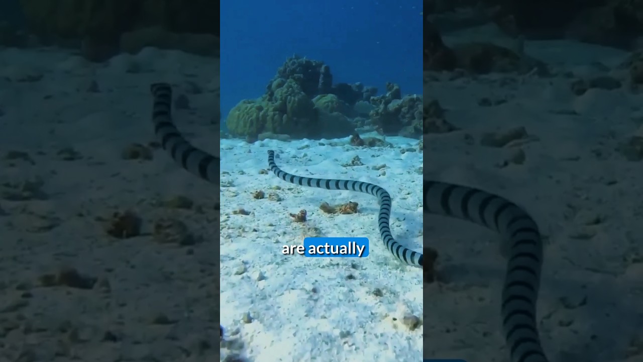 What are the cobras of the sea?