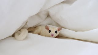 フクロモモンガのいる生活 / Sugar Glider
