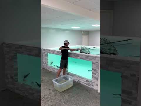 I Built My Dream Aquarium 😍