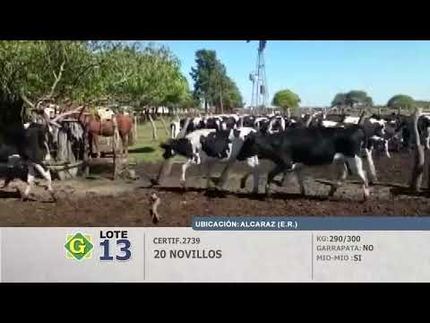Lote Novillos