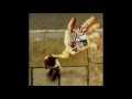 Ani Di Franco - 'Tis of Thee
