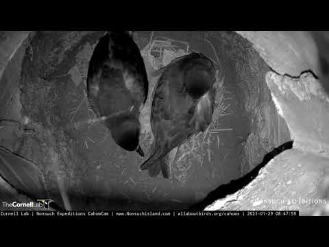 Adult Bermuda Petrels Have Long Sojourn Together In CahowCam 2 Burrow – Jan. 29, 2021