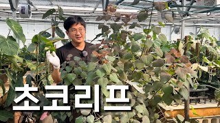 치키치키차카차카초코초코리프