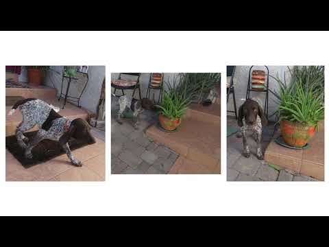 Meet Dakota, our energetic and affectionate German Shorthaired Pointer puppy from Henderson, Nevada!