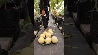 Download lagu Panen melon sultan gaiss #melon #greenhouse #bandung #inthanon #indonesia mp3