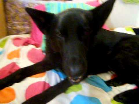 DoggyFiles: Haida 23.12.11