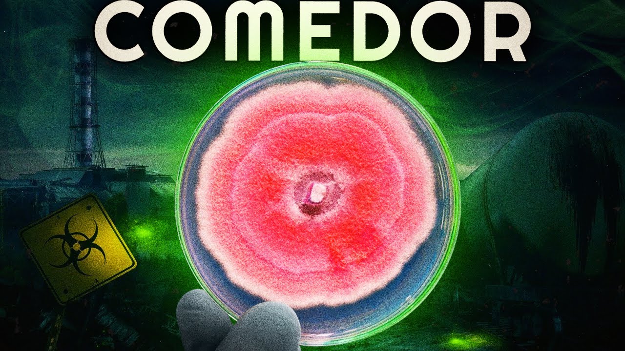 como FUNGOS COMEM a RADIAÇÃO de CHERNOBYL?