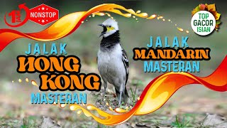 Download lagu PANCINGAN suara PANJANG GACOR Jalak HONGKONG atau Jalak MANDARIN, isian MASTERAN mp3