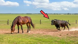 O cavalo fez isso com o touro! 20 Momentos INACREDITÁVEIS na Natureza