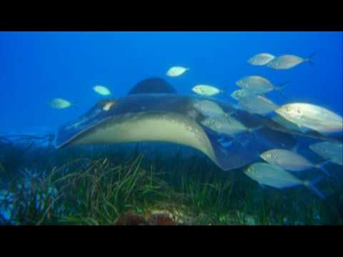 Under The Sea - IMAX Trailer